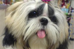 西施犬,中国古韵与现代宠物的完美融合