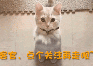 我在娱乐圈炸鱼叶知秋虞采薇诈骗帮凶！代言虚假广告导致无数百姓倾家荡产央媒怒批四位明星