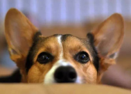 一个狗四个口打一字,揭秘犬类咬合力之谜”
